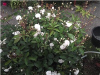 13efc022-Picture 018.jpg